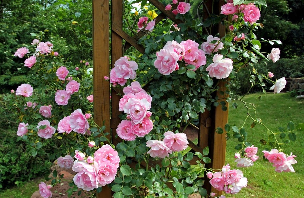 Les clés pour un massif floral équilibré et esthétique