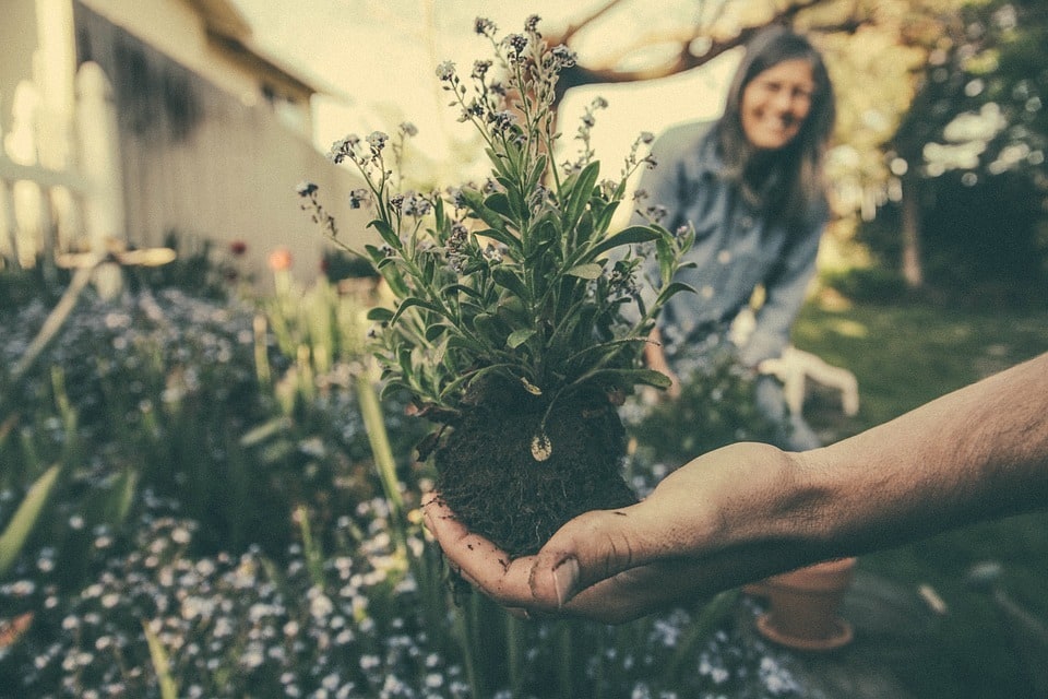 Les secrets pour valoriser votre jardin avec des massifs floraux